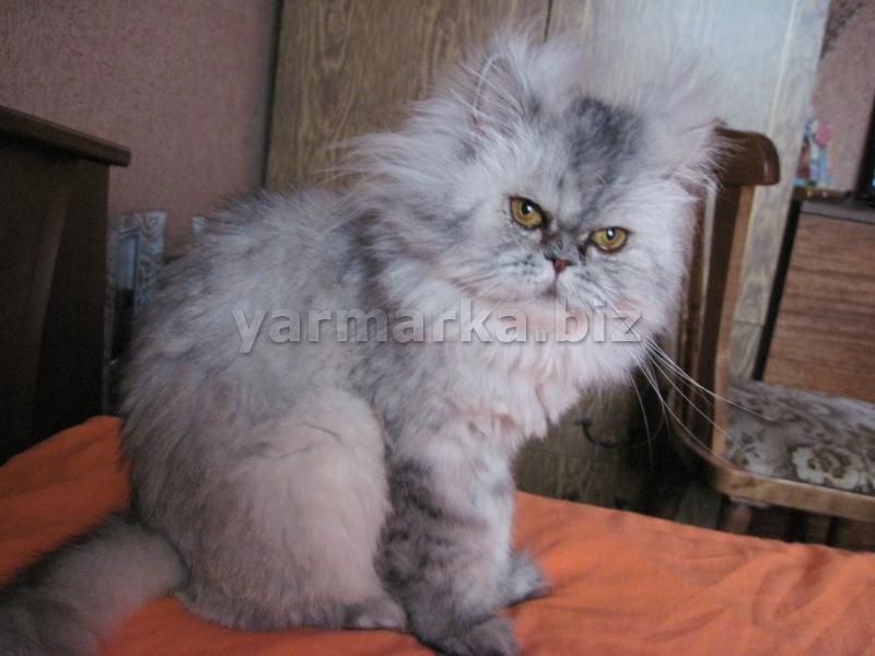 Персидскую кошку в связи с переездом